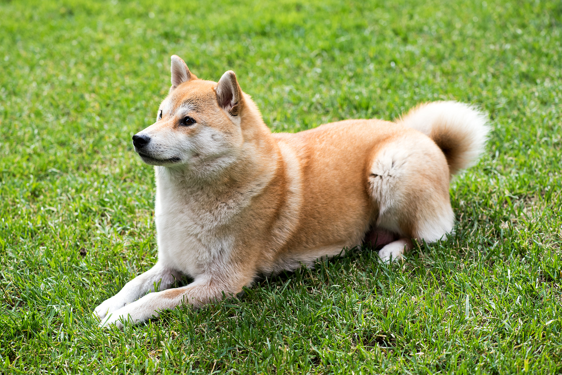 Shiba Inu yellow dog laying on the grass of fresh cut lawn and looking up